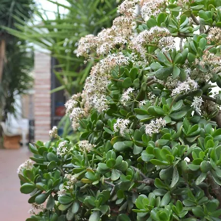 Vivaldi מונדלו